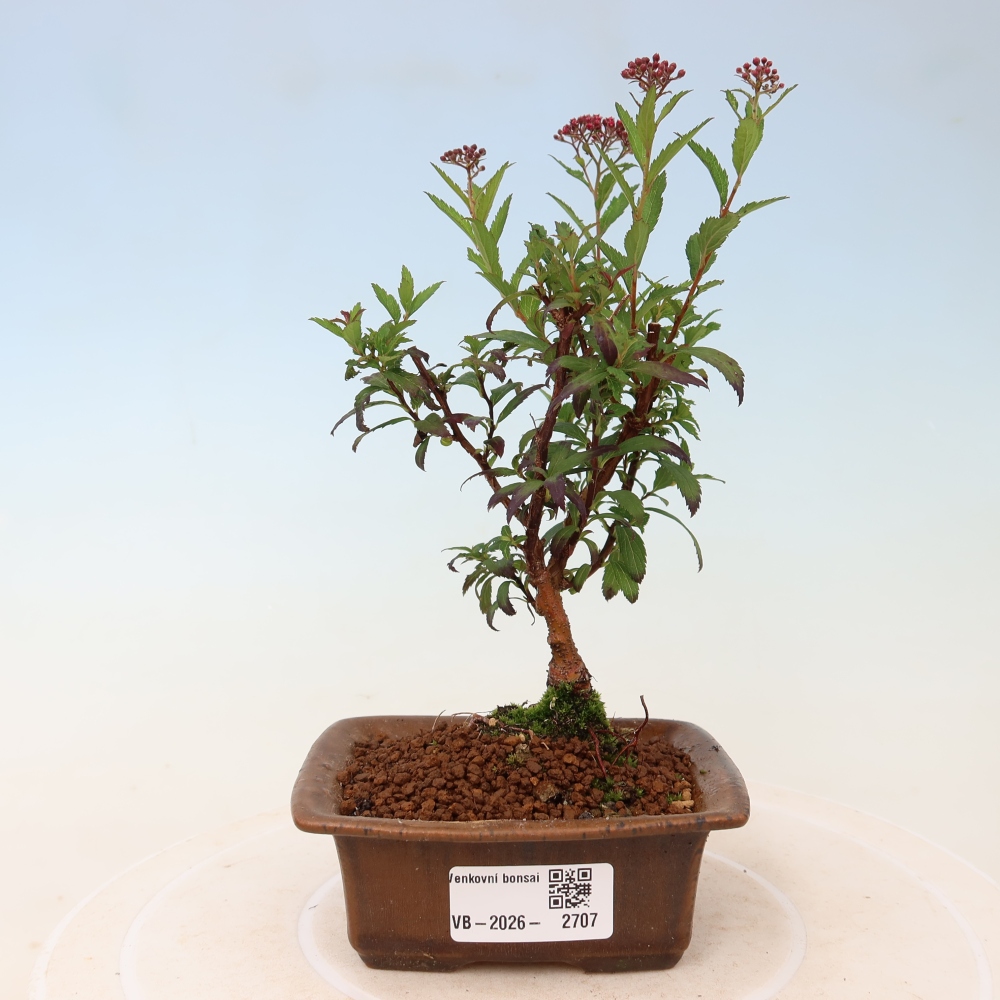 Bonsaï d'extérieur - spirée du Japon - Spirea japonica Anthony Waterer