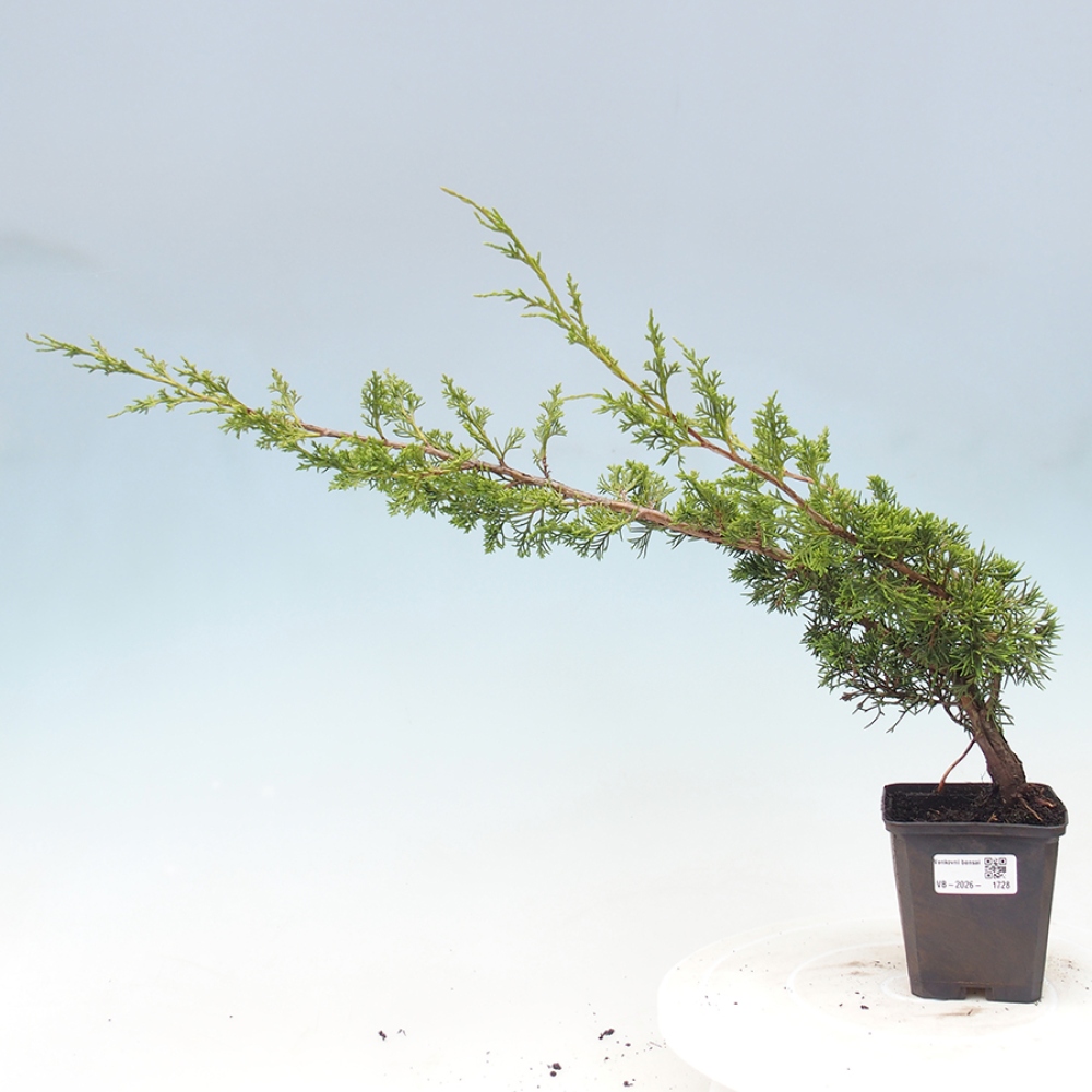 Bonsaï d'extérieur - Juniperus chinensis Itoigawa