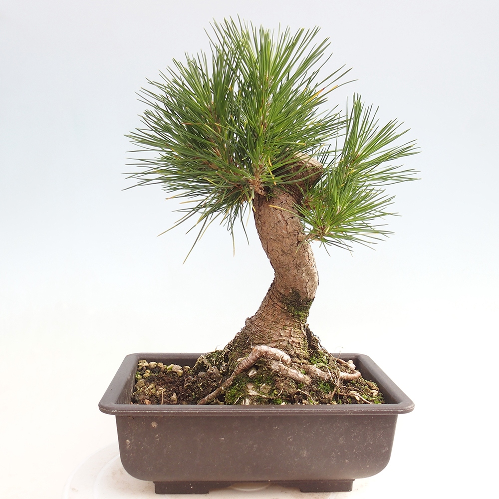Bonsaï d'extérieur - Pinus thunbergii - Pin de Thunberg