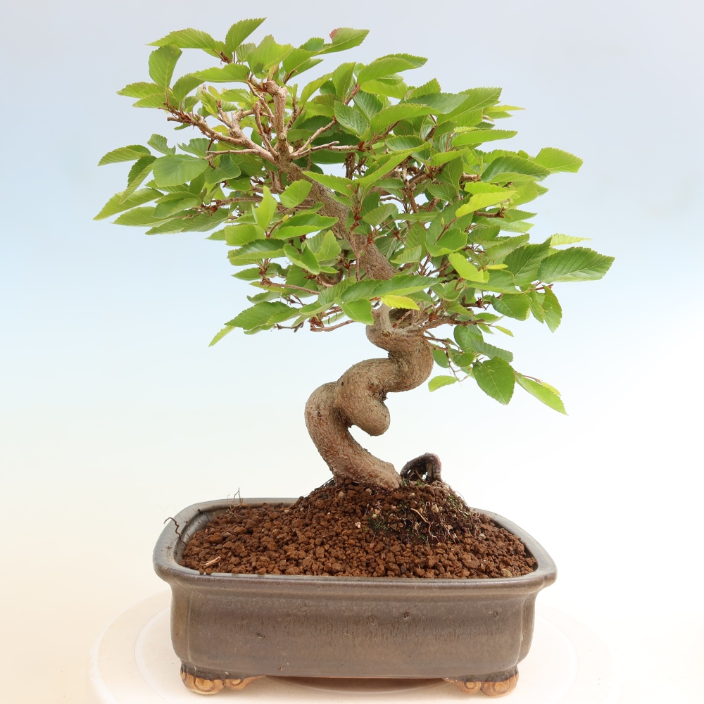 Bonsaï d'extérieur -Carpinus Coreana - Charme de Corée