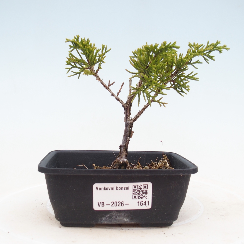 Bonsaï d'extérieur - Juniperus chinensis Itoigawa