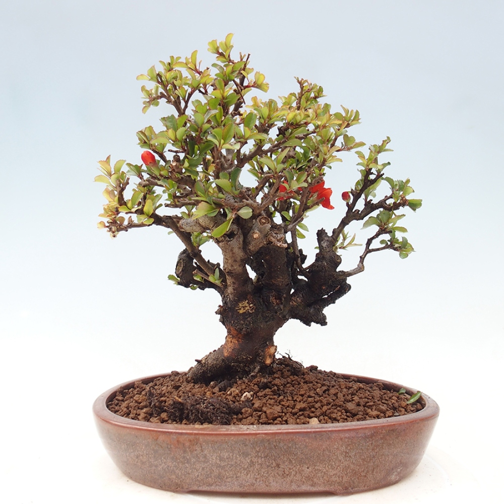 Bonsaï d'extérieur - Chaneomeles speciosa - Coing