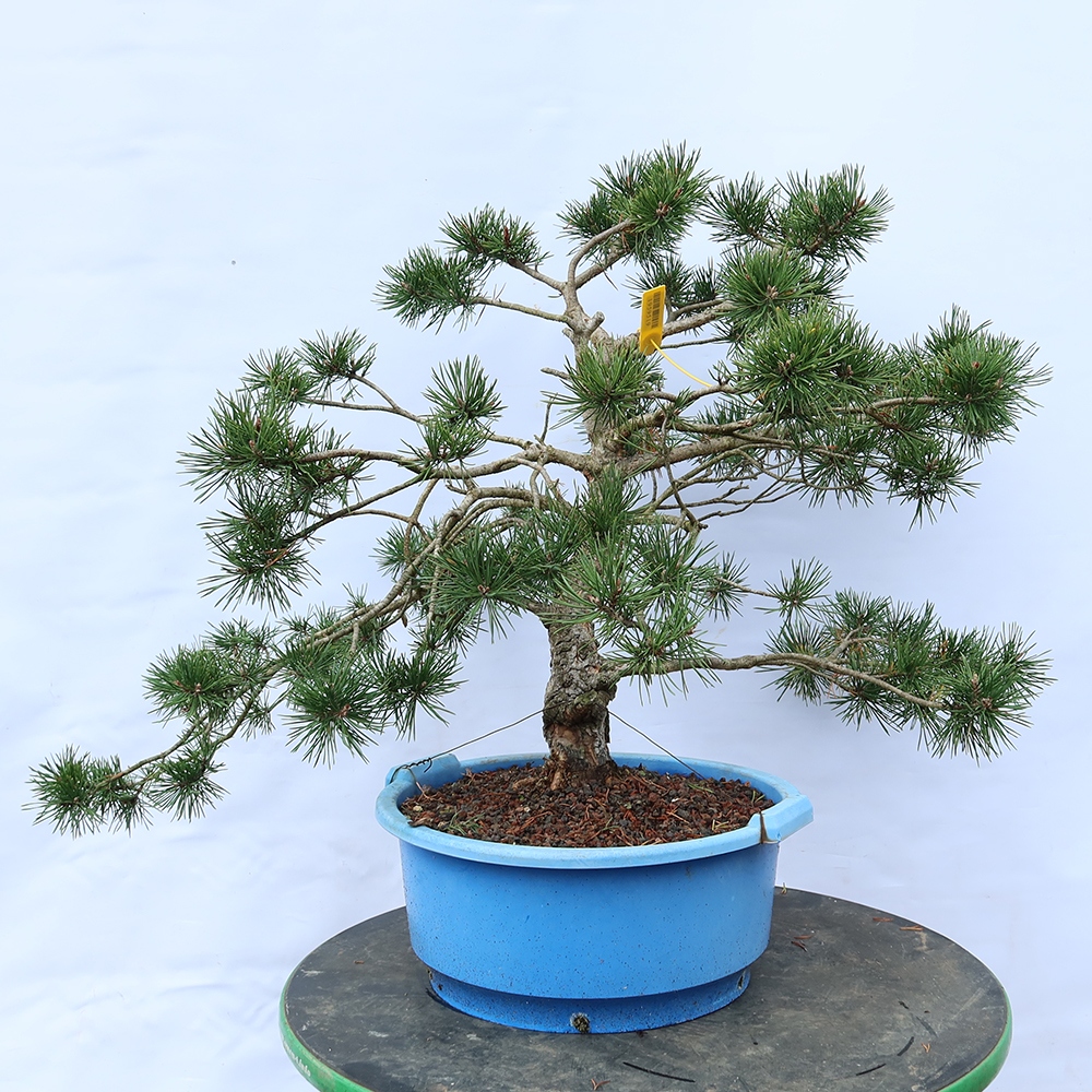 Pinus sylvestris Espagne - pin sylvestre