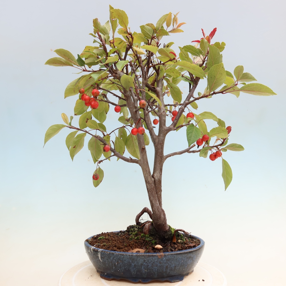 Bonsaï d'extérieur -Malus domestica - Pommier à petits fruits et à feuilles rouges