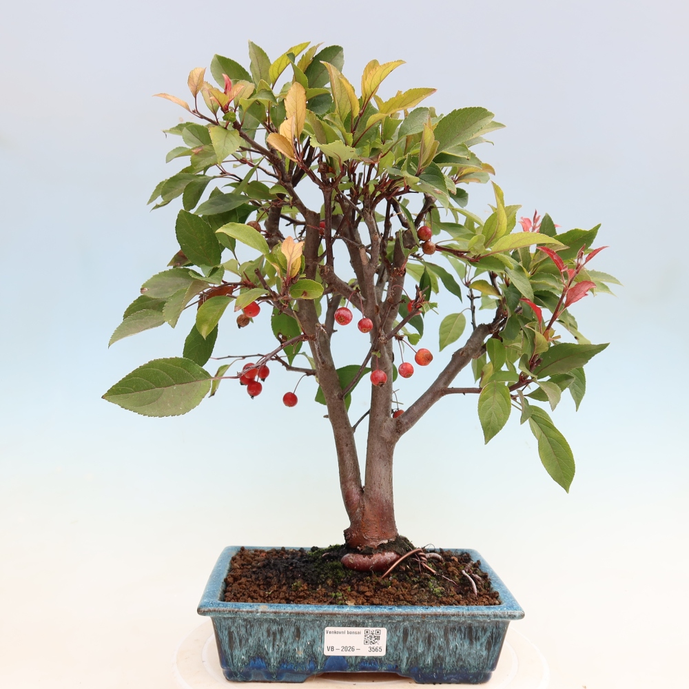 Bonsaï d'extérieur -Malus domestica - Pommier à petits fruits et à feuilles rouges