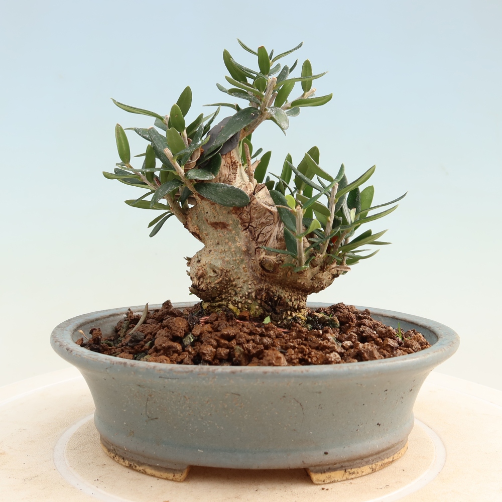 Bonsaï d'intérieur - Olea europaea sylvestris