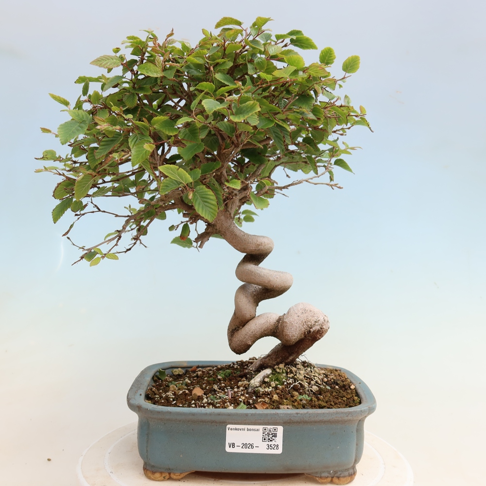 Bonsaï d'extérieur -Carpinus CARPINOIDES - Charme de Corée