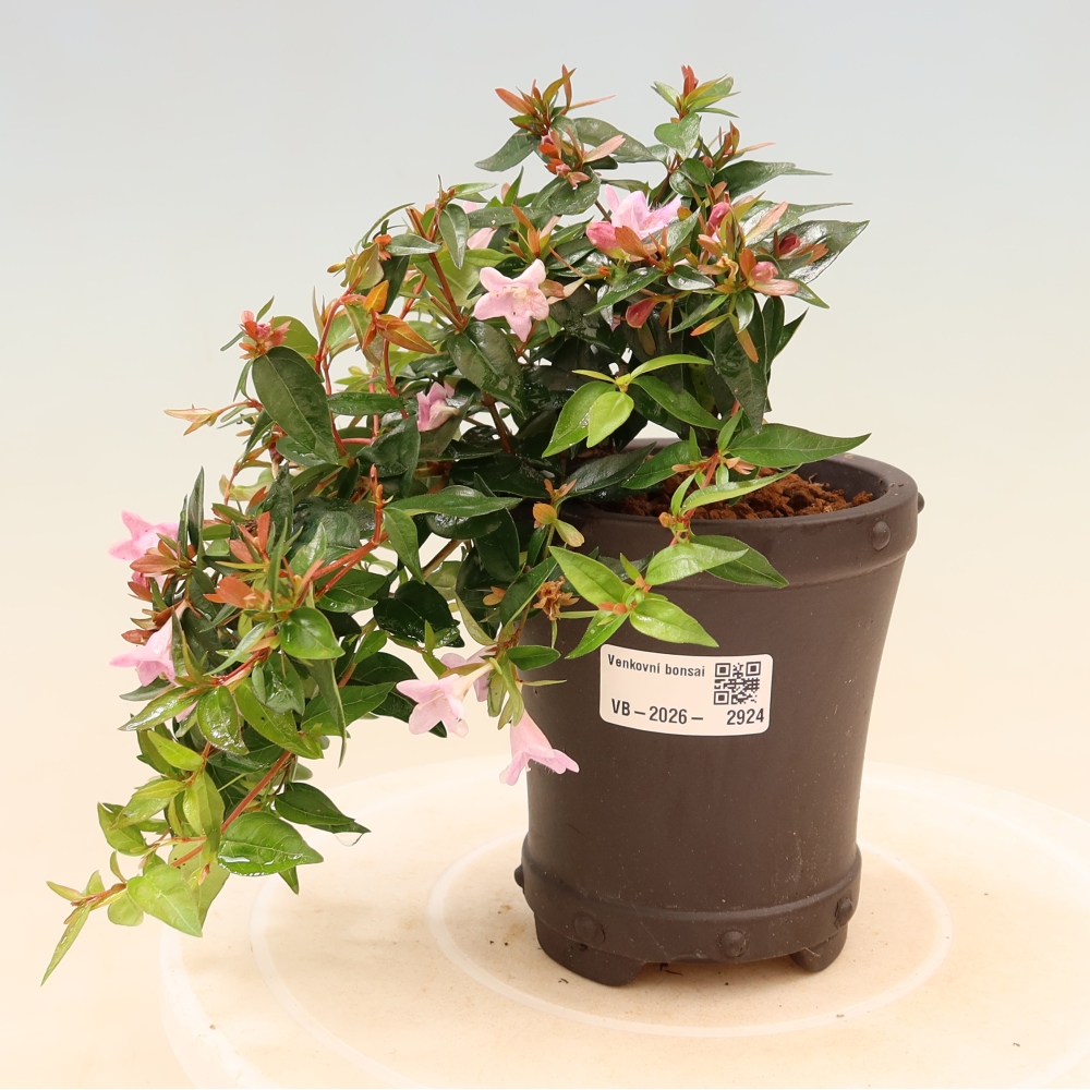 Bonsaï d'extérieur - Abelia Edward Goucher - Abélie à grandes fleurs