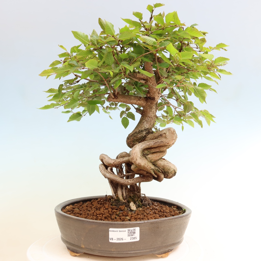 Bonsaï d'extérieur -Carpinus Coreana - Charme de Corée