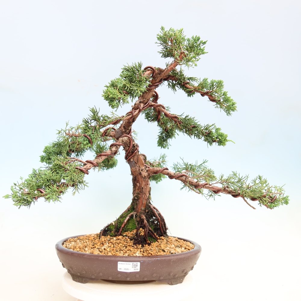 Bonsaï d'extérieur - Juniperus chinensis Kishu