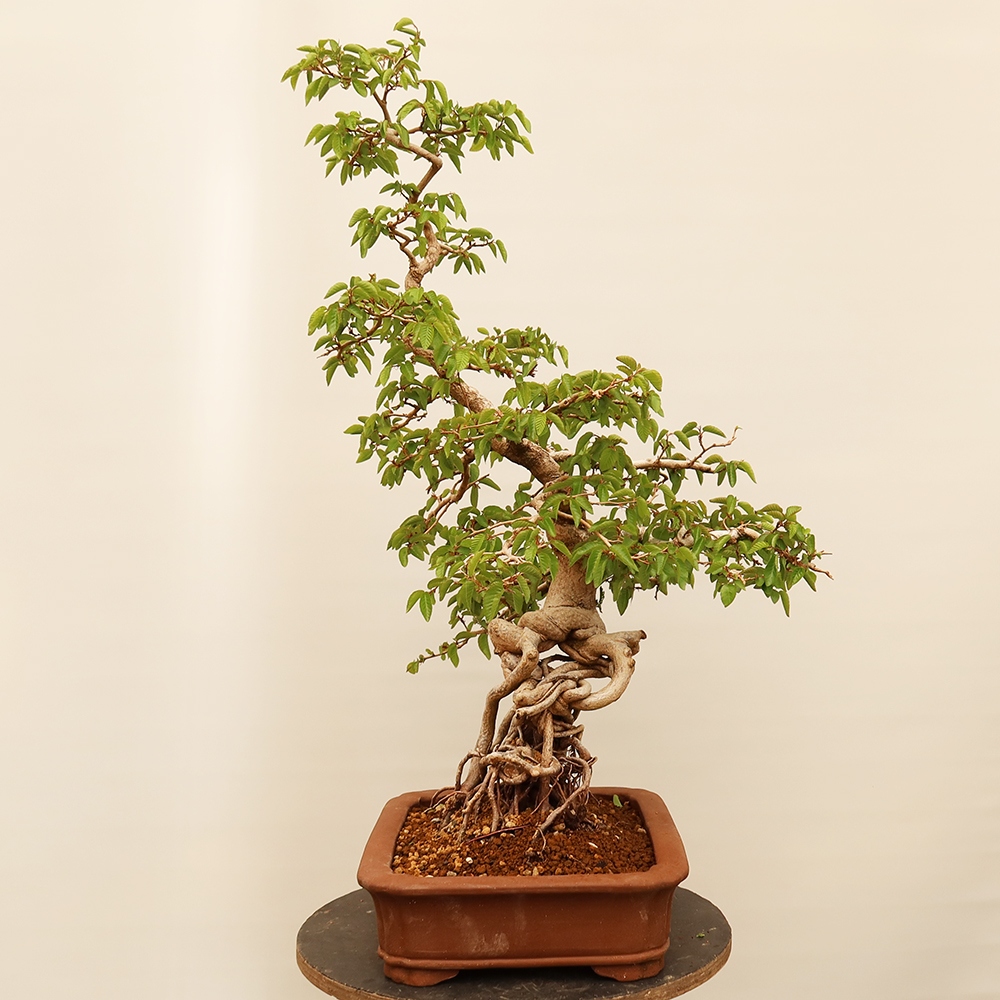 Bonsaï d'extérieur -Carpinus Coreana - Charme de Corée