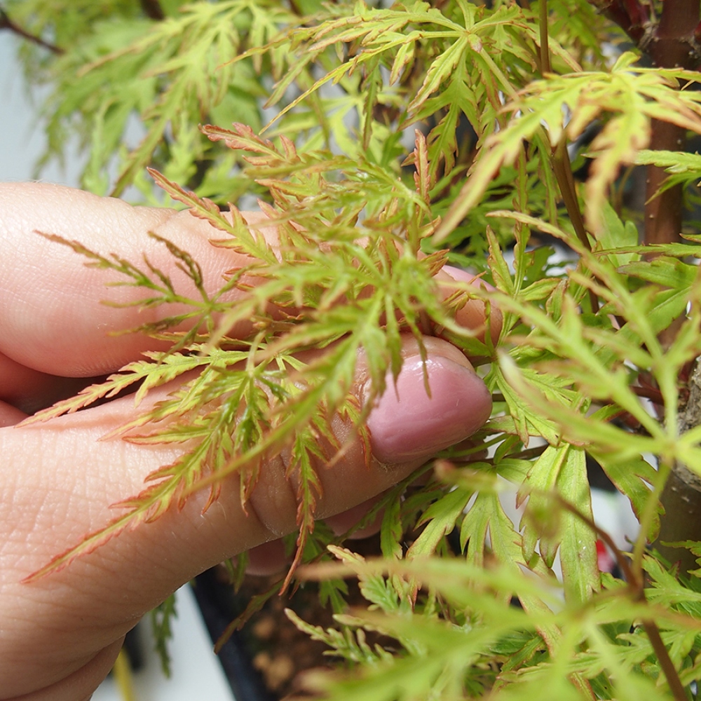 Bonsaï d'extérieur - Acer palmatum Dissectum