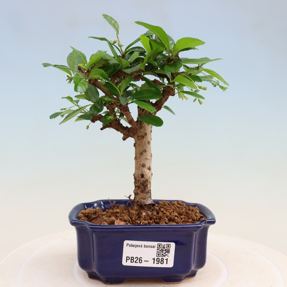 Bonsaï de chambre - Carmona macrophylla - Tea fuki