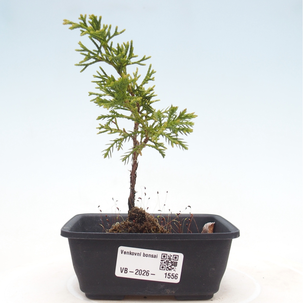 Bonsaï d'extérieur - Juniperus chinensis Itoigawa