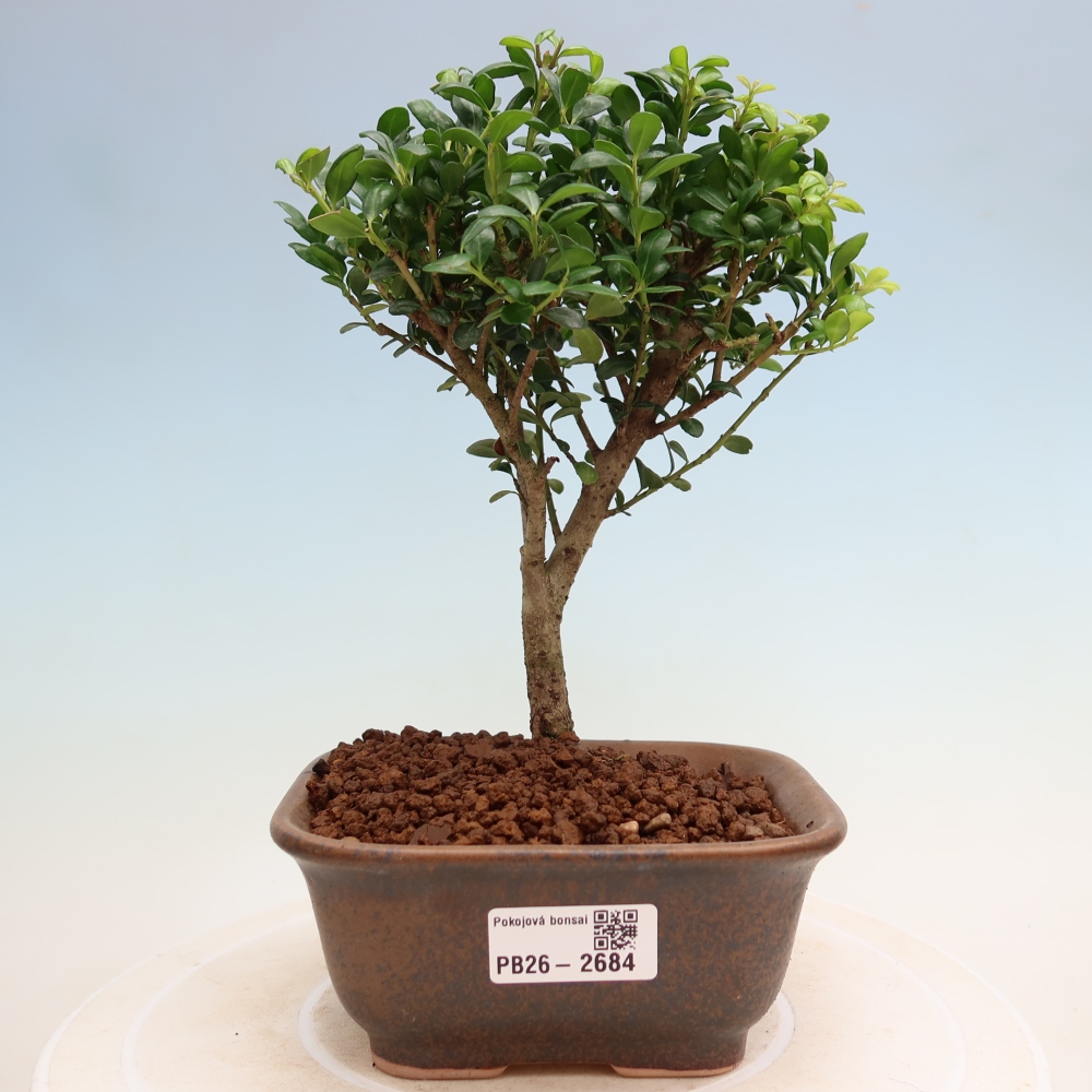 Bonsaï de chambre - Ilex crenata - Houx