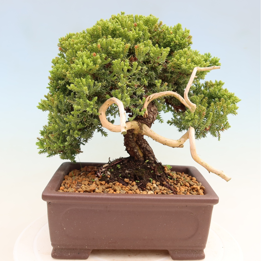 Bonsaï d'extérieur - Juniperus procumbens - Juniperus procumbens
