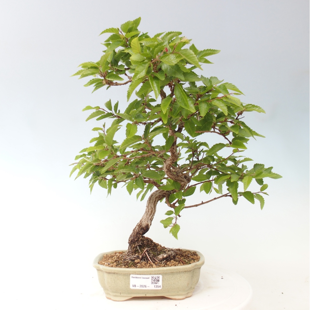 Bonsaï d'extérieur -Carpinus CARPINOIDES - Charme de Corée