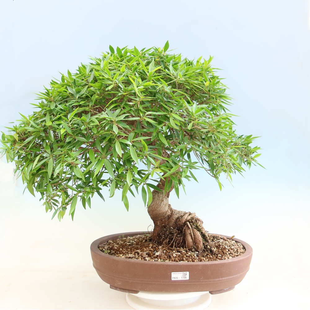 Salle bonsaï - Ficus nerifolia - ficus à petites feuilles