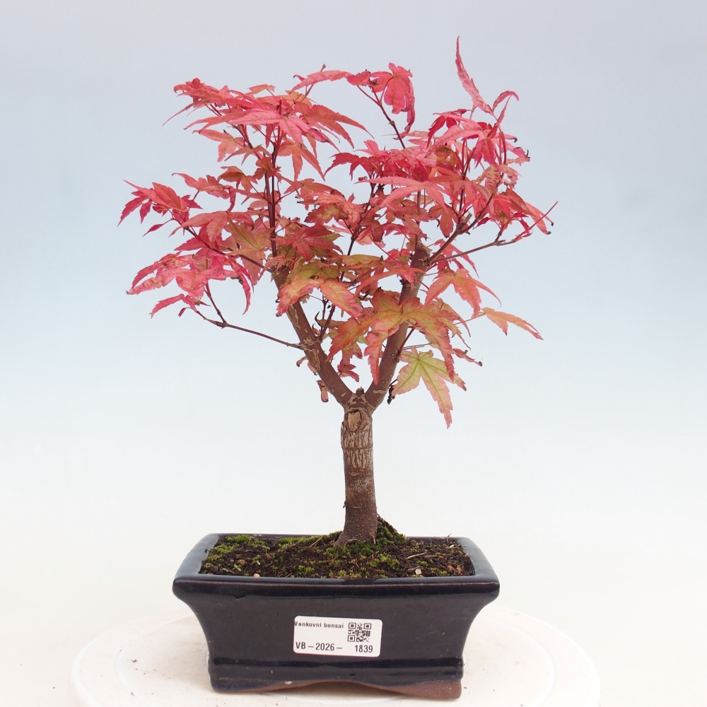 Bonsaï d'extérieur - Acer palmatum DESHOJO