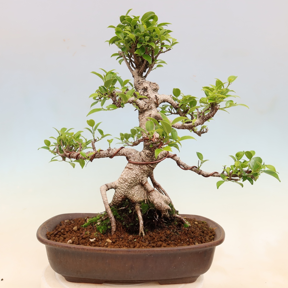 Salle bonsaï - Ficus kimmen - ficus à petites feuilles