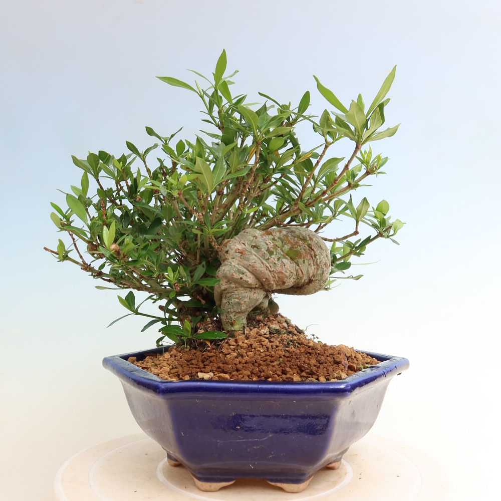 Bonsaï de chambre - Gardenia jasminoides-Gardenia
