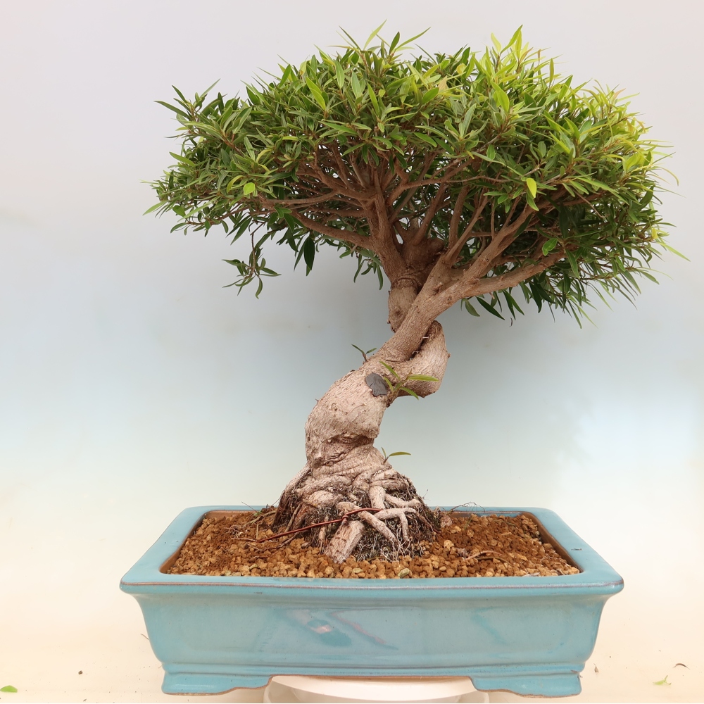 Salle bonsaï - Ficus nerifolia - ficus à petites feuilles