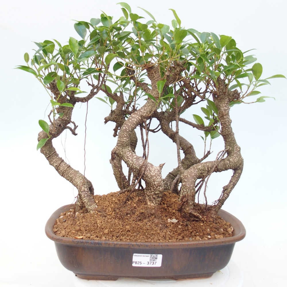 Salle bonsaï - Ficus kimmen - ficus à petites feuilles