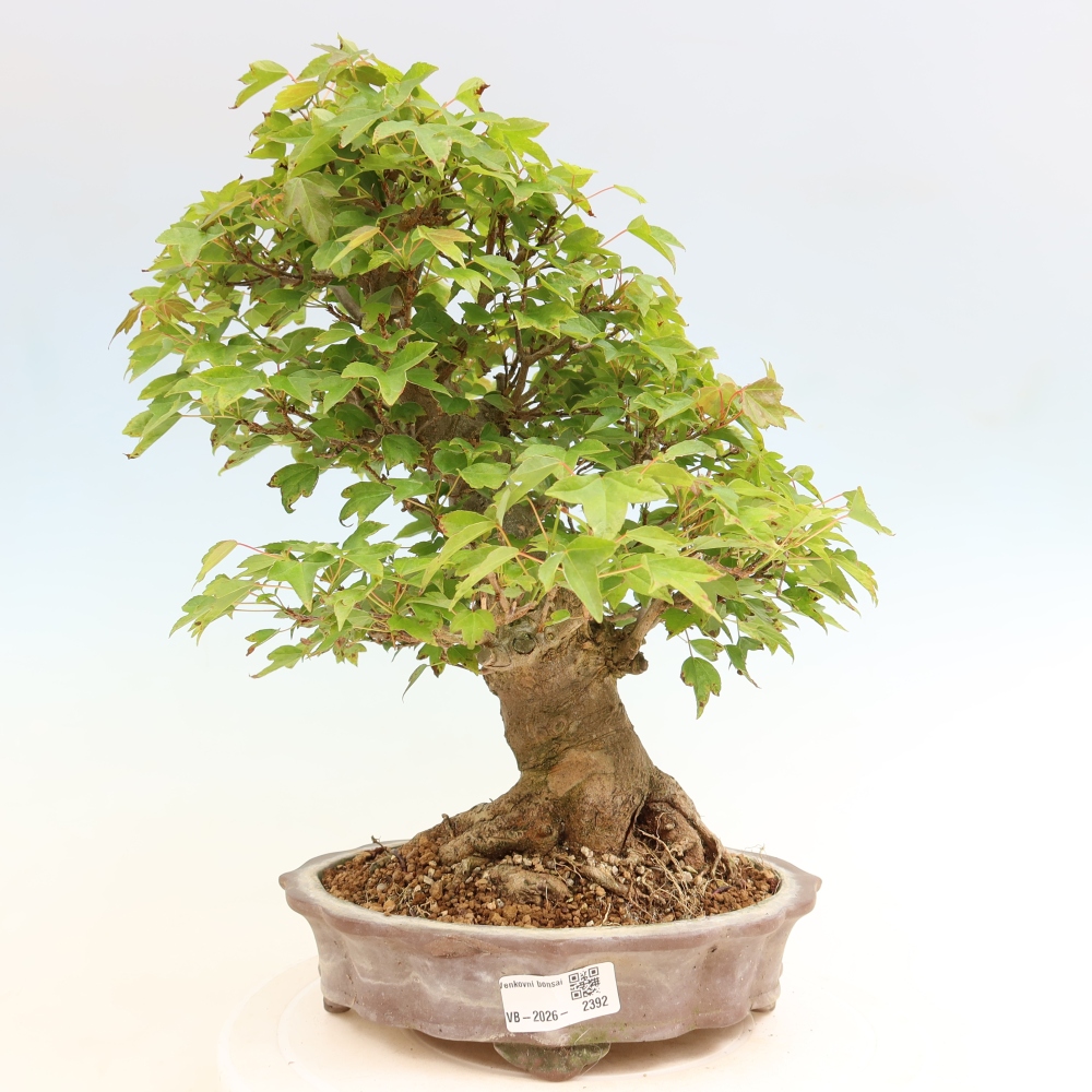 Bonsaï d'extérieur - Maple Burger - Acer Burgerianum