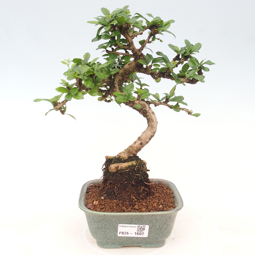 Bonsaï de chambre - Carmona macrophylla - Tea fuki