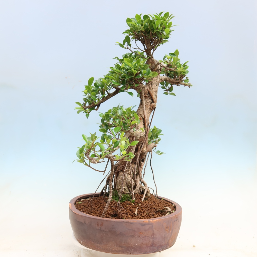 Salle bonsaï - Ficus kimmen - ficus à petites feuilles