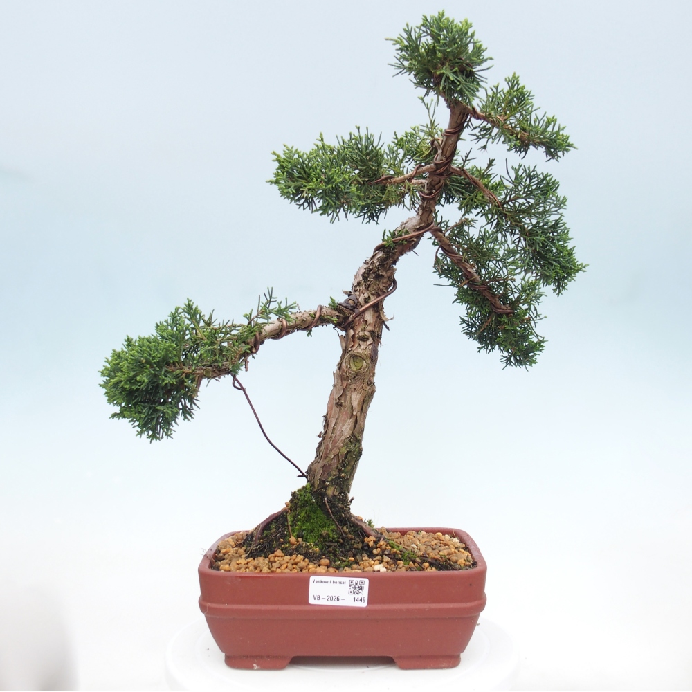 Bonsaï d'extérieur - Juniperus chinensis Kishu