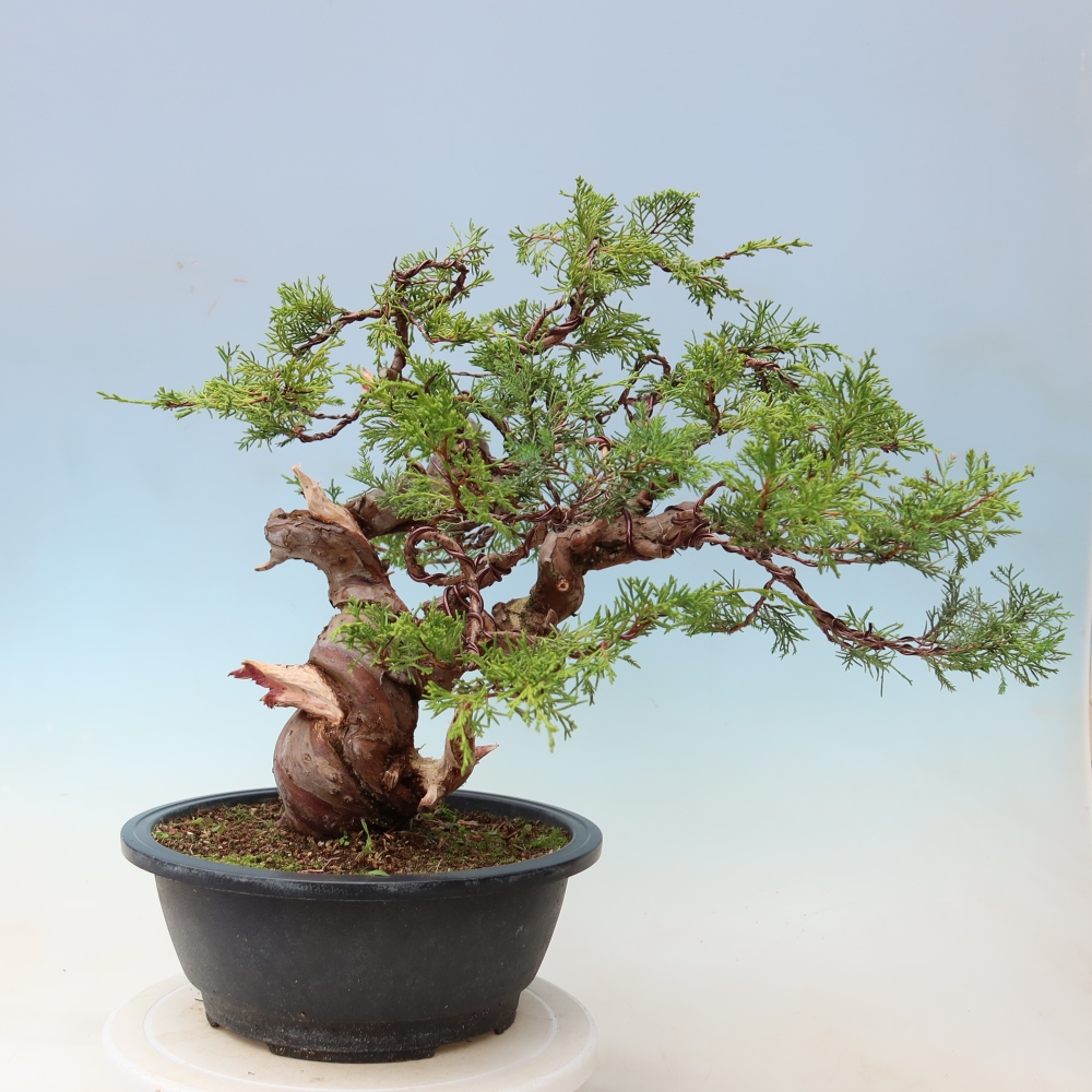 Bonsaï d'extérieur - Juniperus chinensis Itoigawa-Juniperus chinensis