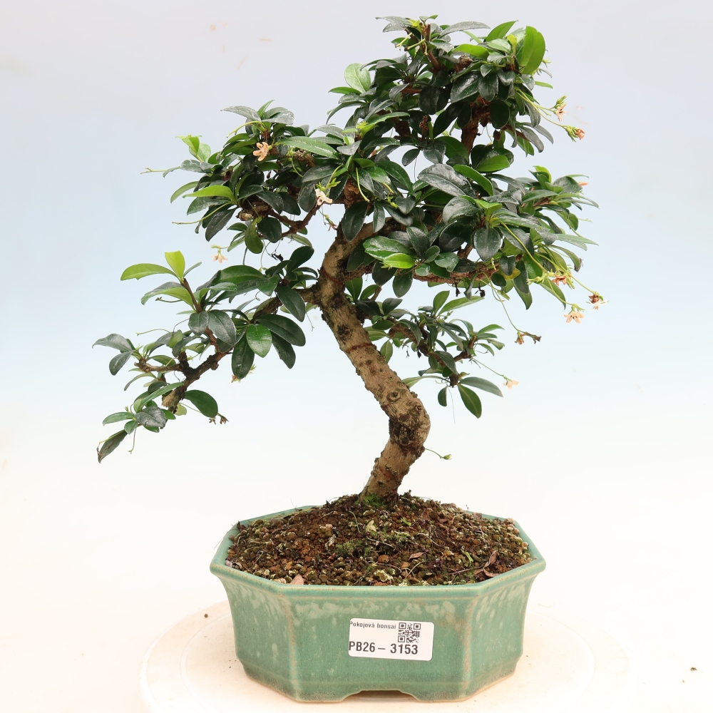 Bonsaï de chambre - Carmona macrophylla - Tea fuki