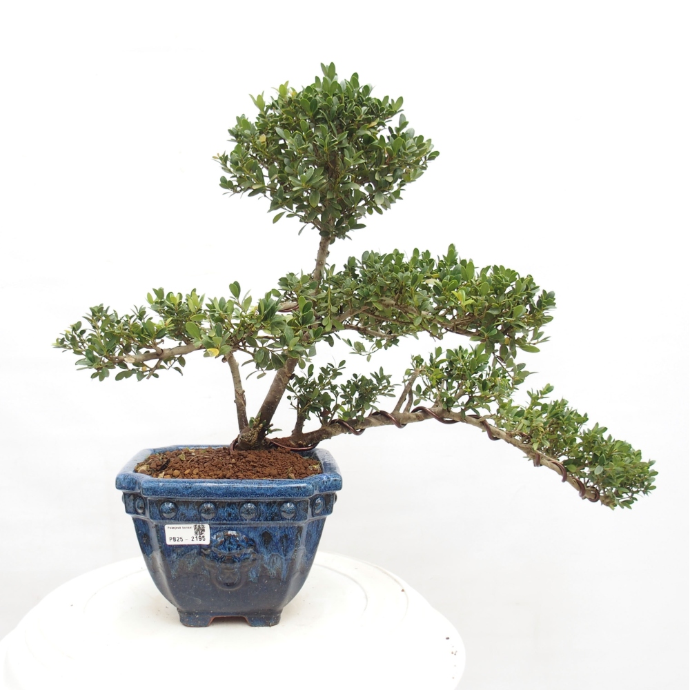 Bonsaï de chambre - Ilex crenata - Houx