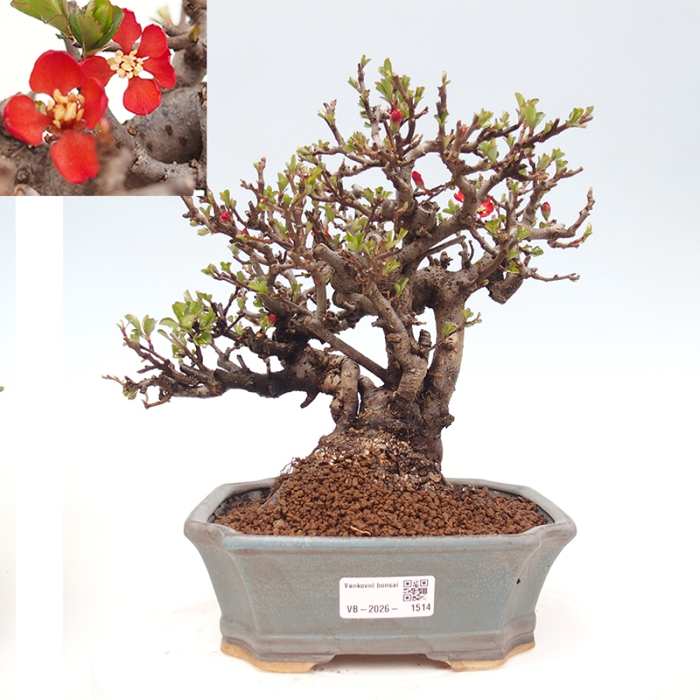 Bonsaï d'extérieur - Chaneomeles speciosa - Coing