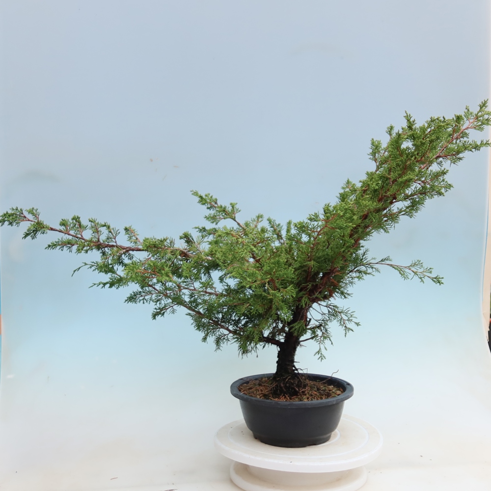 Bonsaï d'extérieur - Juniperus chinensis Itoigawa - Genévrier de Chine