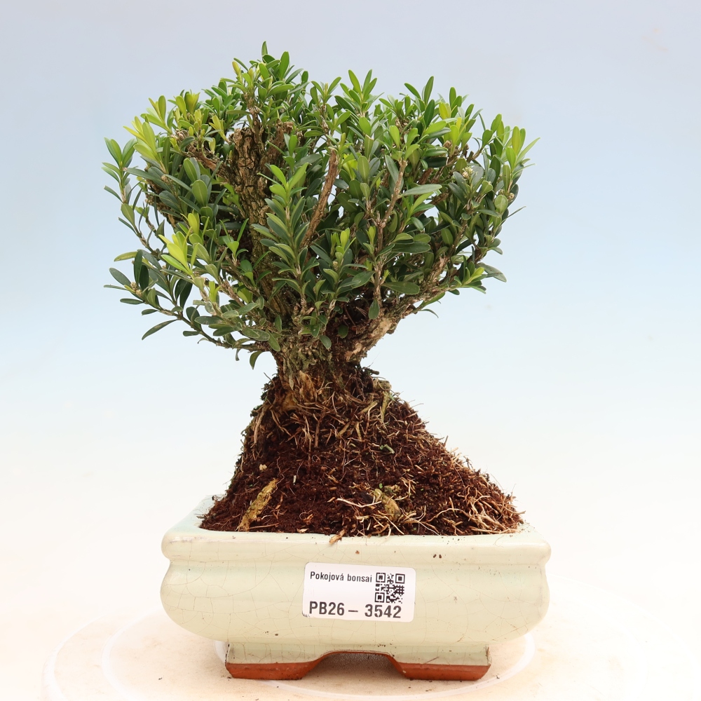 Bonsaï de chambre - Buxus harlandii - buxus liège