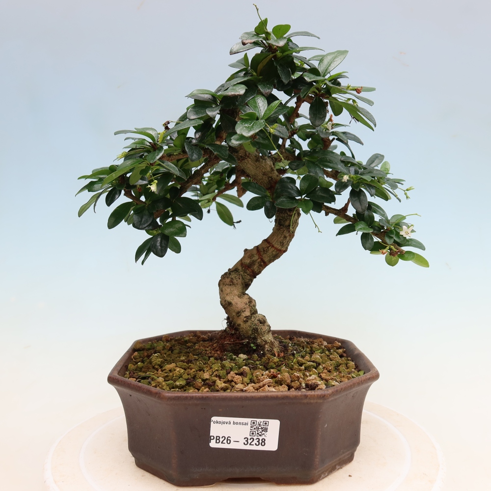 Bonsaï de chambre - Carmona macrophylla - Tea fuki