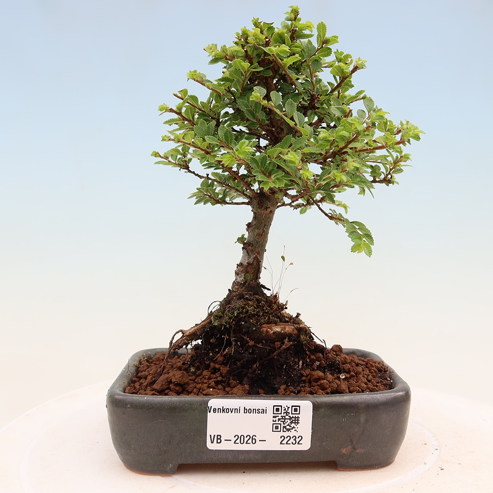 Bonsaï d'extérieur - Ulmus parvifolia Sagei - Orme à petites feuilles
