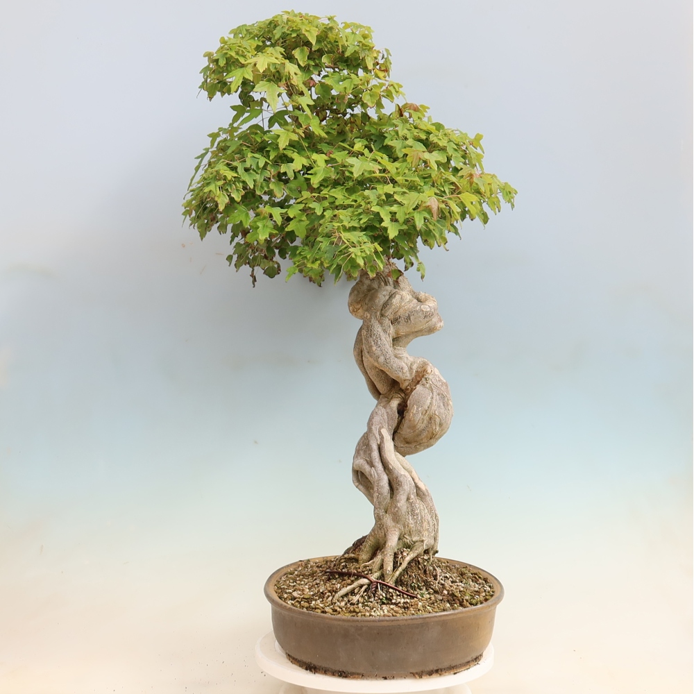 Bonsaï d'extérieur - Acer Buergerianum - Burger Maple