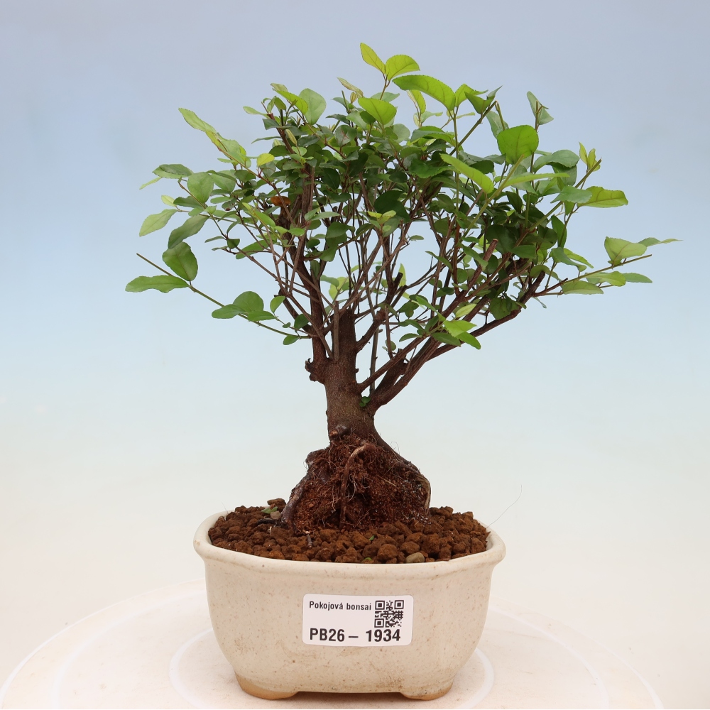 Bonsaï de chambre - Sageretia thea - Sageretia thea