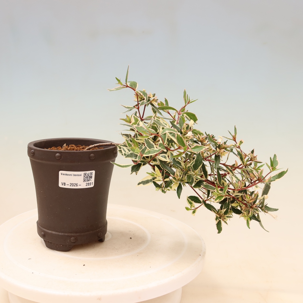 Bonsaï d'extérieur - Abelia gr. Confetti - Abélie à grandes fleurs