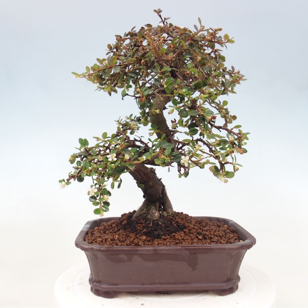 Bonsaï d'extérieur-Cotoneaster dammeri - Damer's Rock