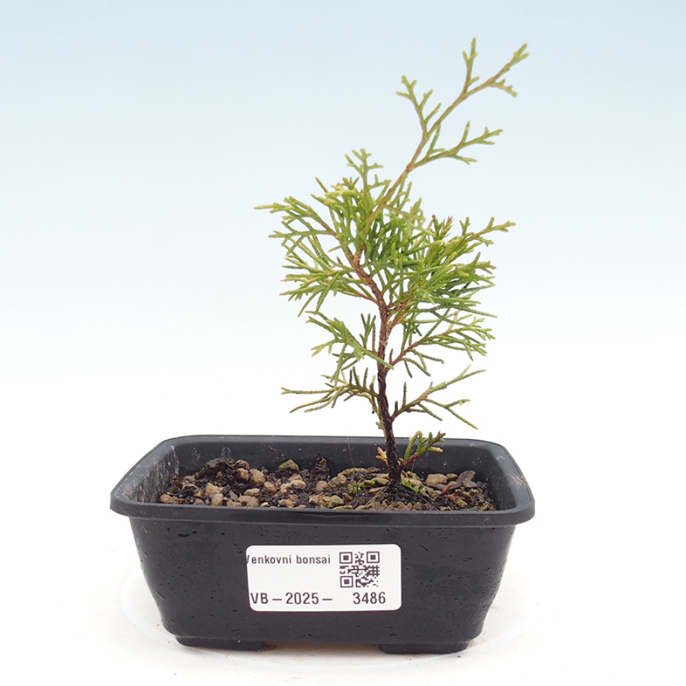 Bonsaï d'extérieur - Juniperus chinensis Itoigawa