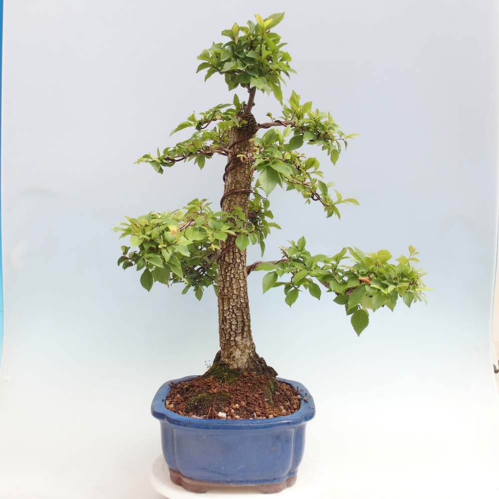 Bonsaï d'extérieur - Zelkova - Zelkova NIRE