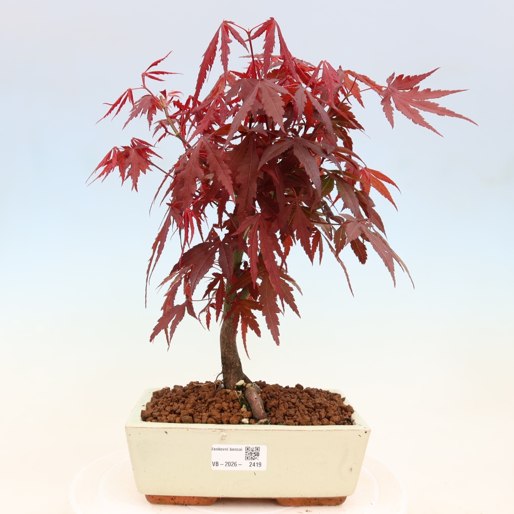 Bonsaï d'extérieur - Acer palm. Atropurpureum-Javor palmate