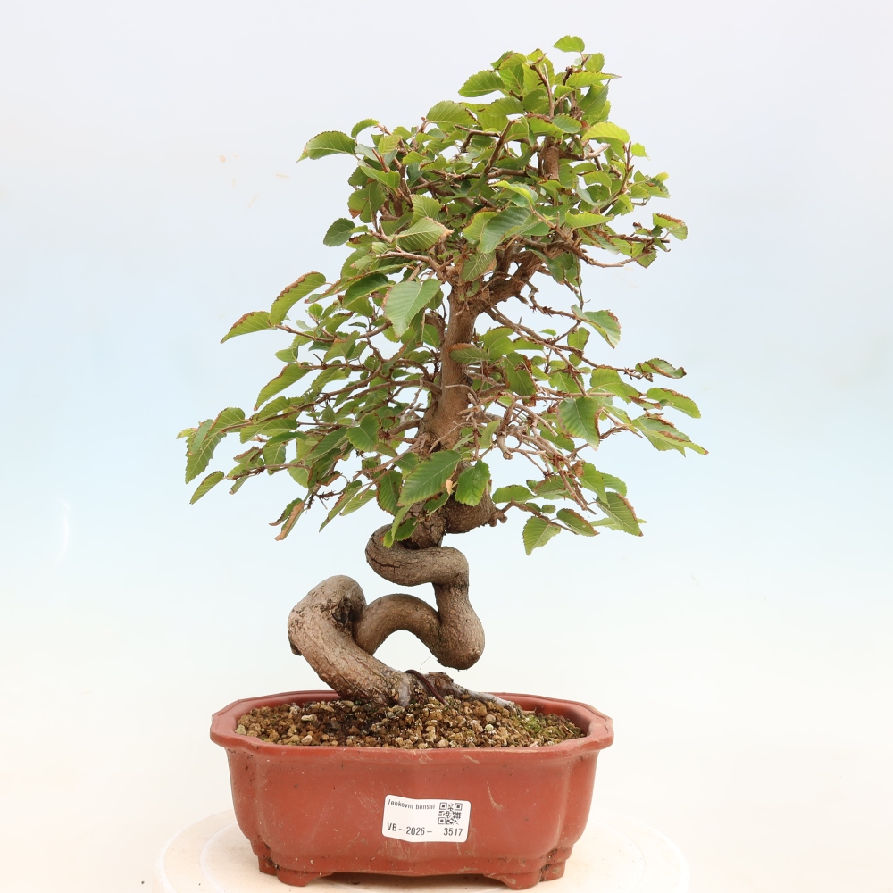 Bonsaï d'extérieur -Carpinus CARPINOIDES - Charme de Corée