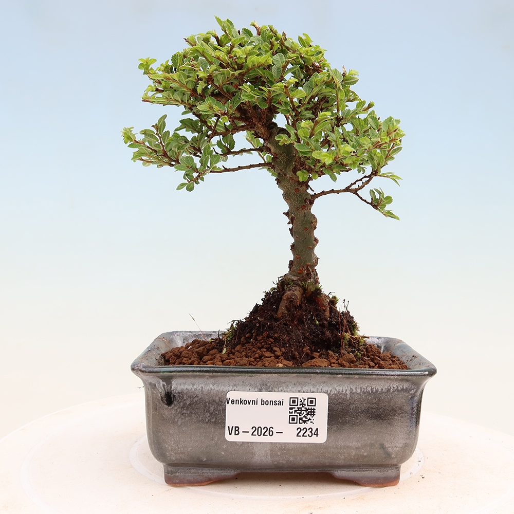 Bonsaï d'extérieur - Ulmus parvifolia Sagei - Orme à petites feuilles
