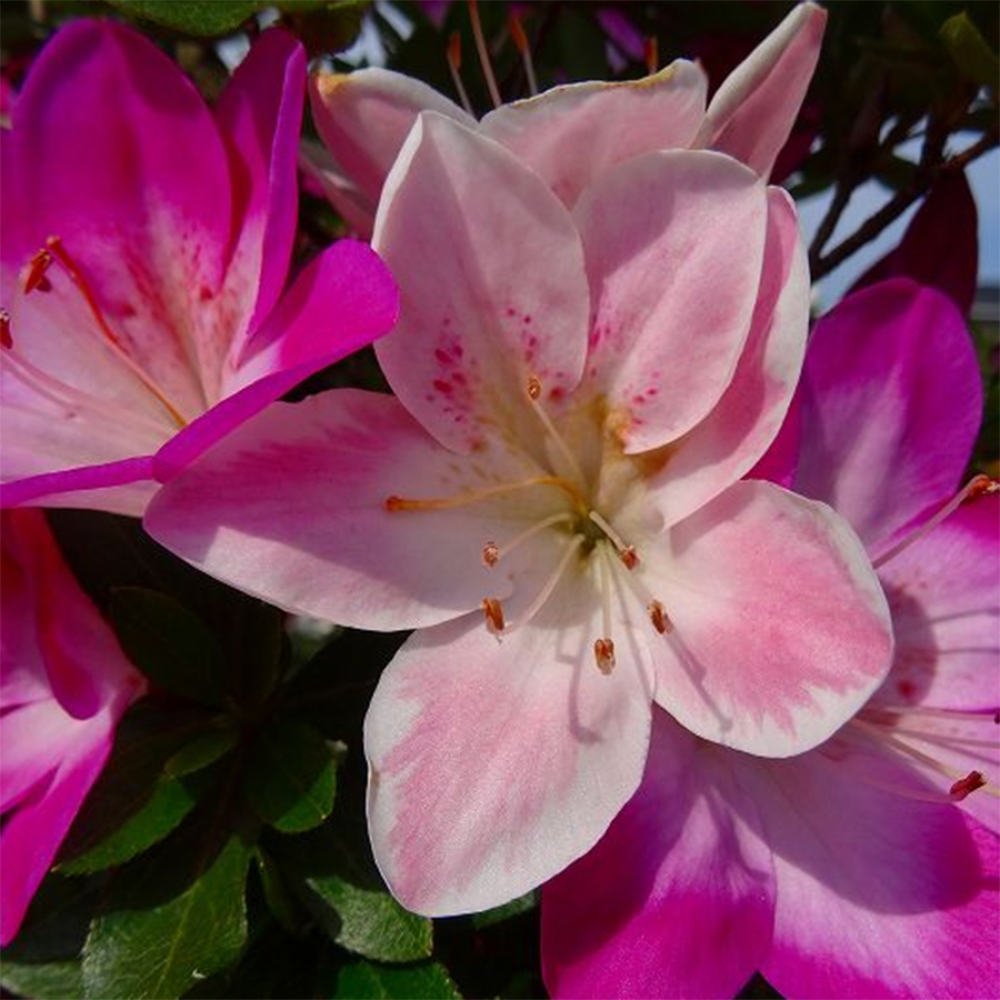 Bonsaï d'extérieur - Azalée japonaise - Azalée Yoko