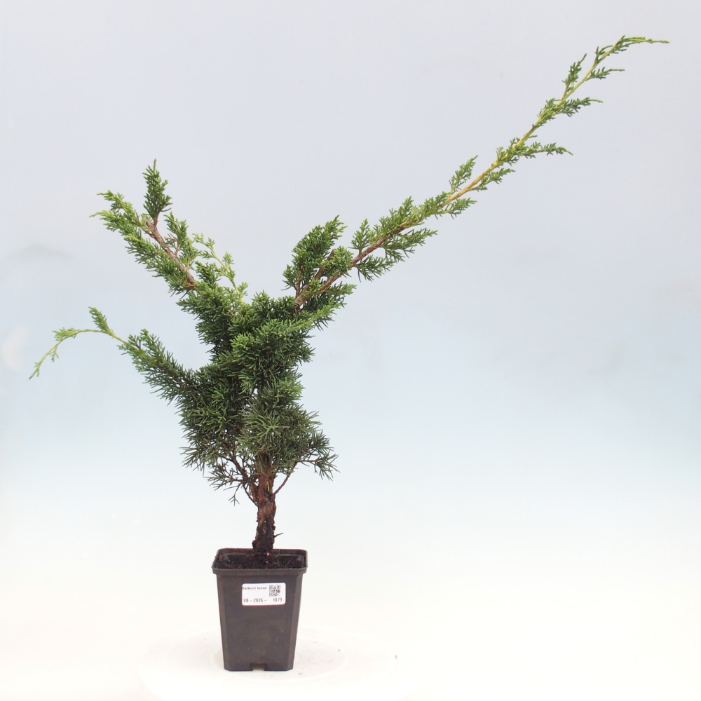 Bonsaï d'extérieur - Juniperus chinensis Kishu
